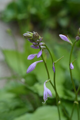 Plantain lily