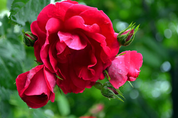 Beautiful and delicate blooming red rose, fresh rose in the garden covered with morning dew