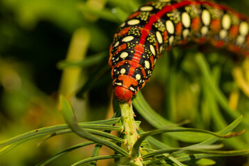 Hyles euphorbiae, Spurge hawk-moth, colorful caterpillar on the plant looking for food