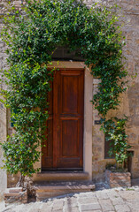 Fototapeta na wymiar The wooden door of an old stone house surrounded by a creeping star jasmine (Trachelospermum jasminoides) in summer, Tuscany, Italy