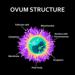 The structure of the egg. Ovum anatomy. Vector illustration on isolated background