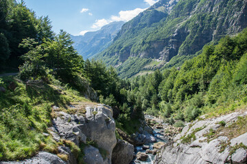 Fototapeta na wymiar Bosques alpinos de montaña en el valle de la Pineta. Pirineo Aragonés. Bielsa 