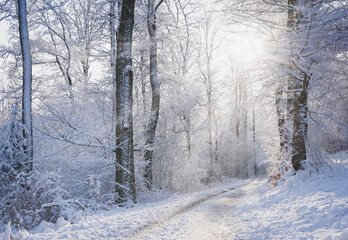 snow covered trees and sunny sky as winter landscape