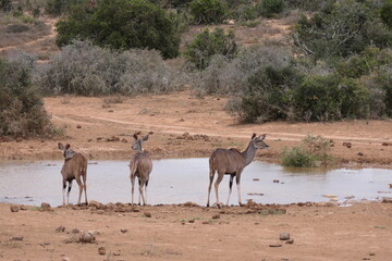 Fototapeta na wymiar Großer Kudu (Tragelaphus strepsiceros), Addo Nationalpark, Südafrika
