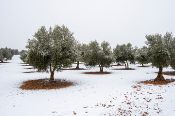 Paisaje de olivar mediterraneo nevado