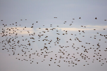 Vogelschwarm über den   Rieselfeldern, Münster, Münsterland, Nordrhein-Westfalen, Deutschland