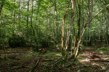 Bosques alpinos de montaña en el valle de la Pineta. Pirineo Aragonés. Bielsa 