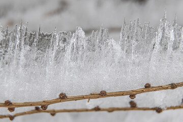 Ice icicles on a small tree.