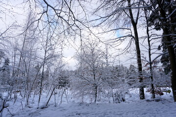 winter landscape and trees covered with snow