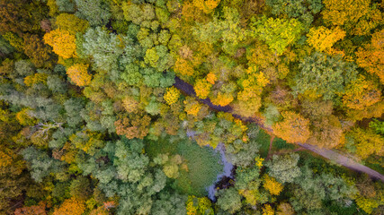 Top down view of forest in the autumn by drone