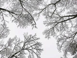 Treetops in winter forest covered hoarfrost and in snow. View from the bottom. 