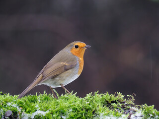 Robin, Erithacus rubecula