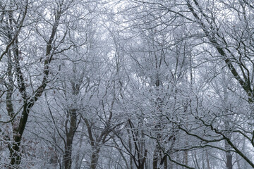 Wintery scene in Oxfordshire, England with snow, frost and fog blanketing a forest.
