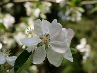 Large white flowers on an apple tree branch on a sunny spring day. Flowering fruit trees in the garden.