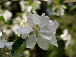 Large white flowers on an apple tree branch on a sunny spring day. Flowering fruit trees in the garden.