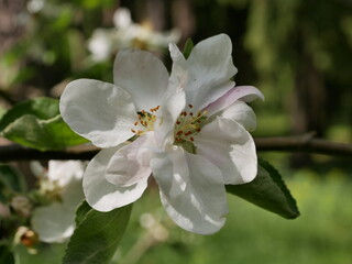 Large white flowers on an apple tree branch on a sunny spring day. Flowering fruit trees in the garden.