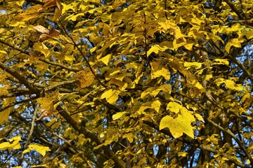 Maple tree in autumn sun