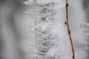 Ice icicles on a small tree.