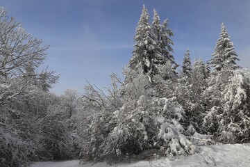 forêt auvergnate en hiver