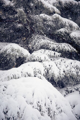 Copa de árbol nevado. Temporal de nieve en Madrid