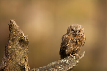 male Eurasian scops owl (Otus scops) sitting on an old stump and looking like an angry bird