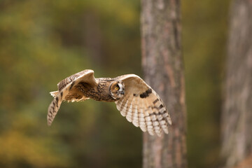 male great gray owl (Strix nebulosa) detailed view of a bird in flight