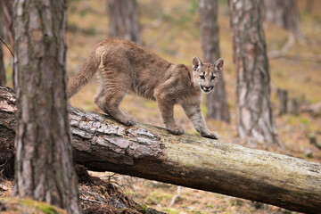 young Cougar (Puma concolor) mountain lion walks along a fallen tree through a wilderness forest