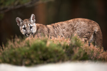 young Cougar (Puma concolor) mountain lion looks back and then disappears into the forest