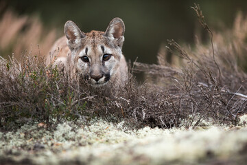 young Cougar (Puma concolor) mountain lion hiding on the edge of the forest in the heather