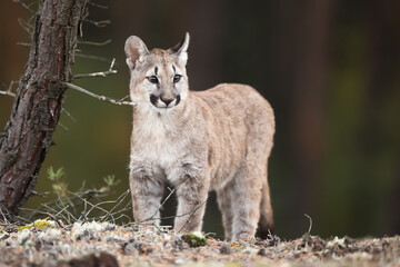 young Cougar (Puma concolor) mountain lion nicely standing as a portrait in the wild forest