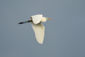 Airone bianco maggiore (Casmerodius albus) in volo,silhouette su sfondo cielo