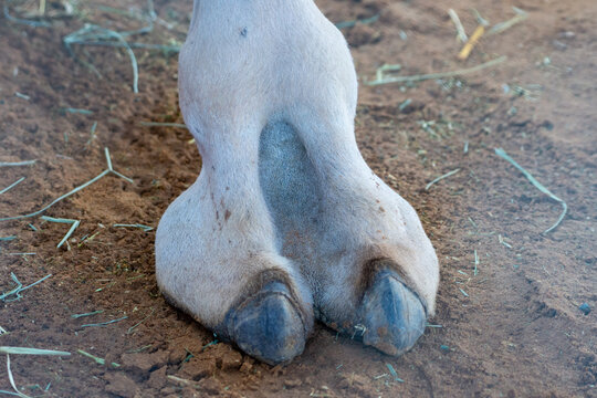 Close-up of a desert dromedary camel foot or toe in Middle East in the United Arab Emirates with a look at the hairy detail. Dromedary camel (Camelus dromedarius)
