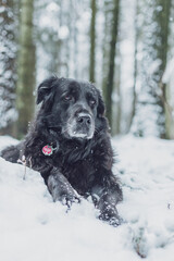 Old black Labrador dog with lying on the hill in winter snow forest
