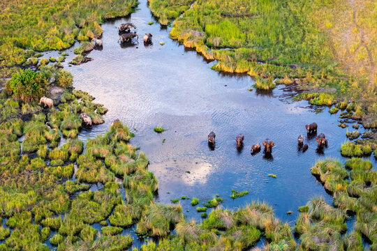 Fototapeta Aerial view to wild nature of Delta Okavango in Botswana.