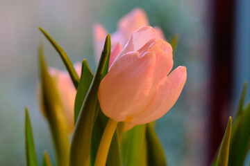 Naklejka premium Rosa Tulpen in der Vase