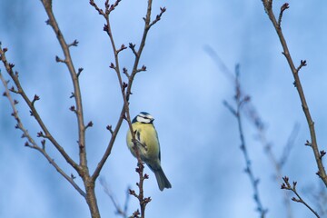 blue tit sitting on a thin branch on blue sky background, Cyanistes caeruleus