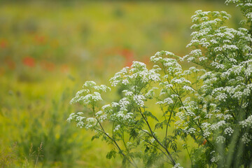 Pianta di Cicuta maggiore (Conium maculatum) in un prato naturale