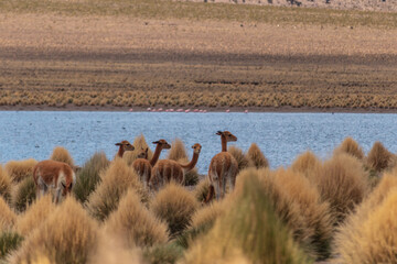 Vicuñas 