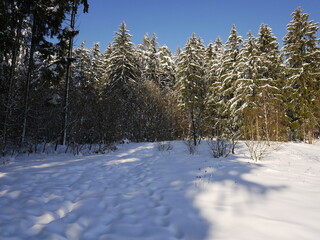Waldlichtung im Schnee