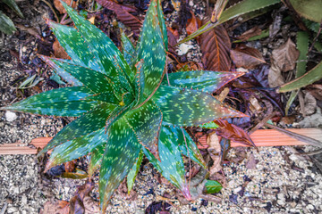 Aloe vera plant planted in a garden