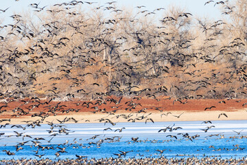 Geese at Barr Lake