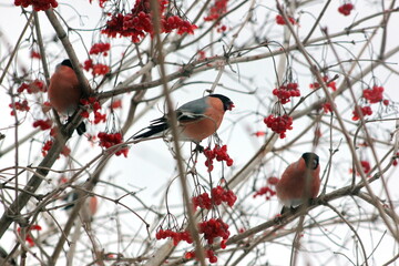 Bullfinch birds eat viburnum berries in winter.