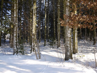 Wald im Schnee