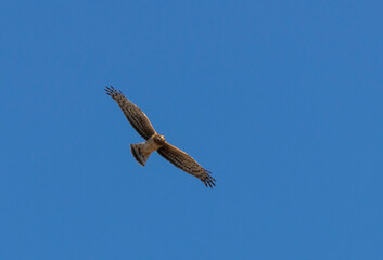 Northern Harrier
