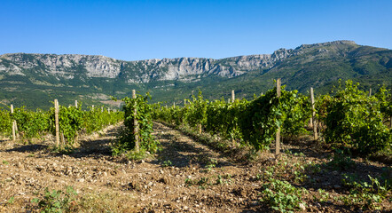 Fototapeta na wymiar Rows of vineyards surrounded by rocky mountains in the early morning.