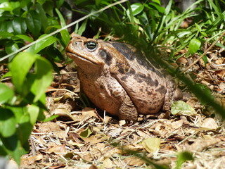 Rhinella marina, Cane toad, big frog from  Brazil. Amphibian in the natural habitat. Rainforest animal.