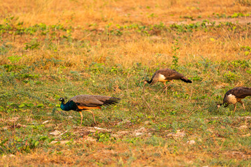 Peacock seeking for food in morning