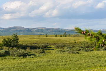 Tundra in the Polar Urals.