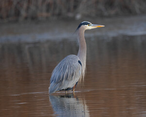 Great blue heron in beautiful sunset light, seen in a North California marsh