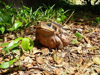 Rhinella marina, Cane toad, big frog from  Brazil. Amphibian in the natural habitat. Rainforest animal.
